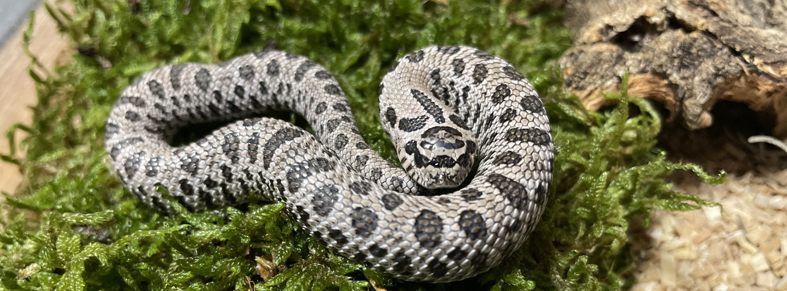 Heterodonasicus