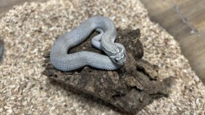 axanthic_superconda_het_toxic axanthic_superconda_het_toxic